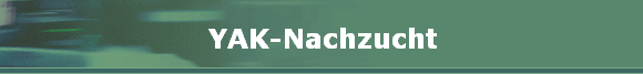 YAK-Nachzucht